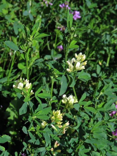 Atypická barva květů tolice seté (vojtěšky) (Medicago sativa L.)