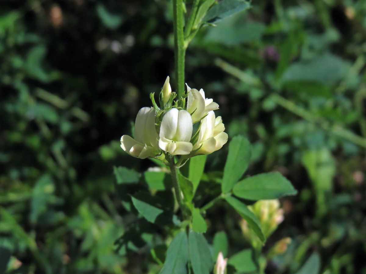 Atypická barva květů tolice seté (vojtěšky) (Medicago sativa L.)