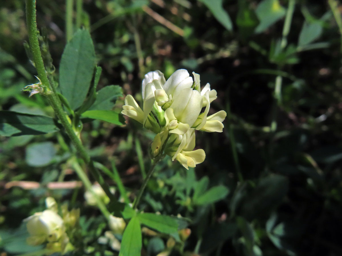 Atypická barva květů tolice seté (vojtěšky) (Medicago sativa L.)