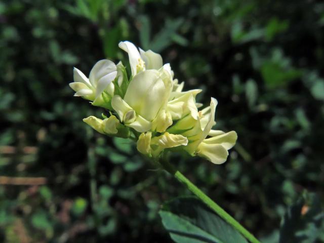 Atypická barva květů tolice seté (vojtěšky) (Medicago sativa L.)