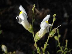 Hledík (Antirrhinum siculum Mill.)