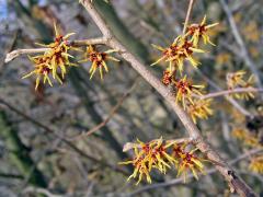 Vilín japonský (Hamamelis japonica Sieb. et Zucc.)