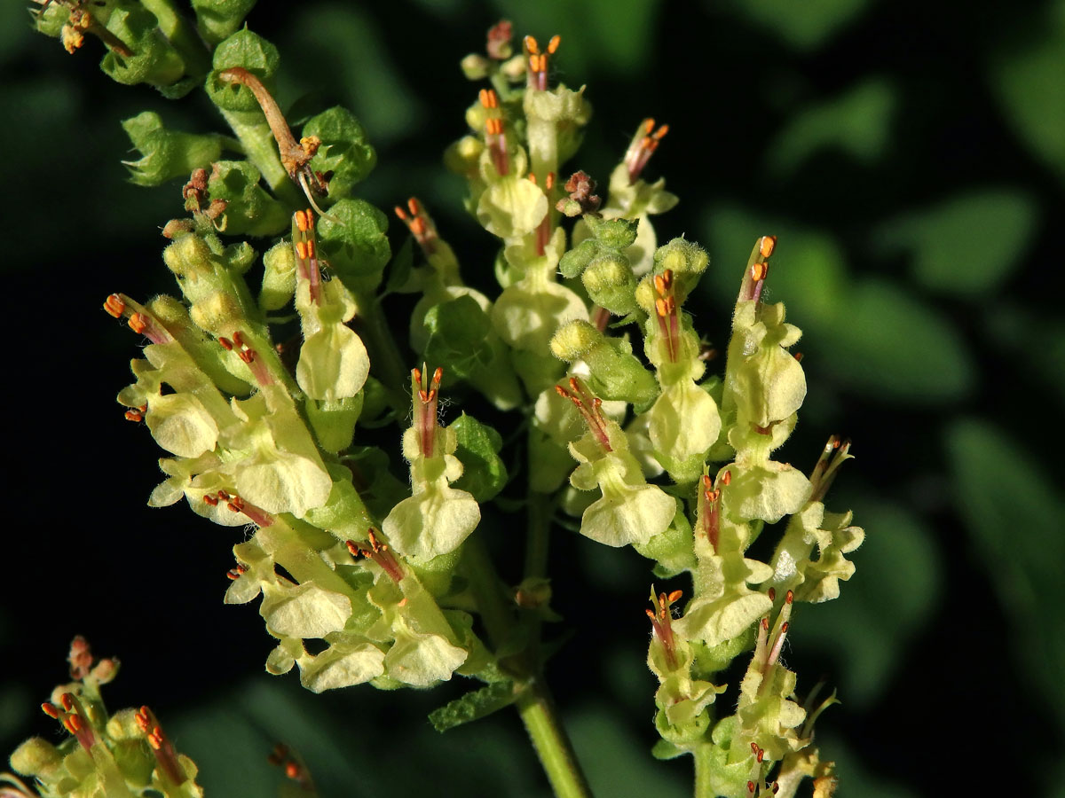 Ožanka čpavá (Teucrium scordium L.)