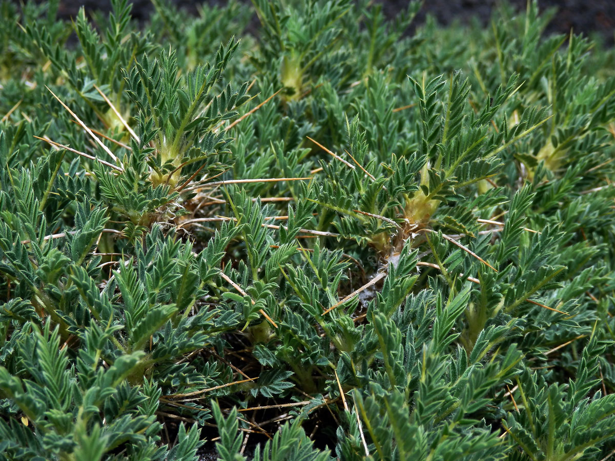 Kozinec (Astragalus siculus Biv.)