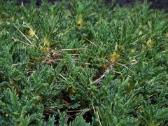 Kozinec (Astragalus siculus Biv.) 