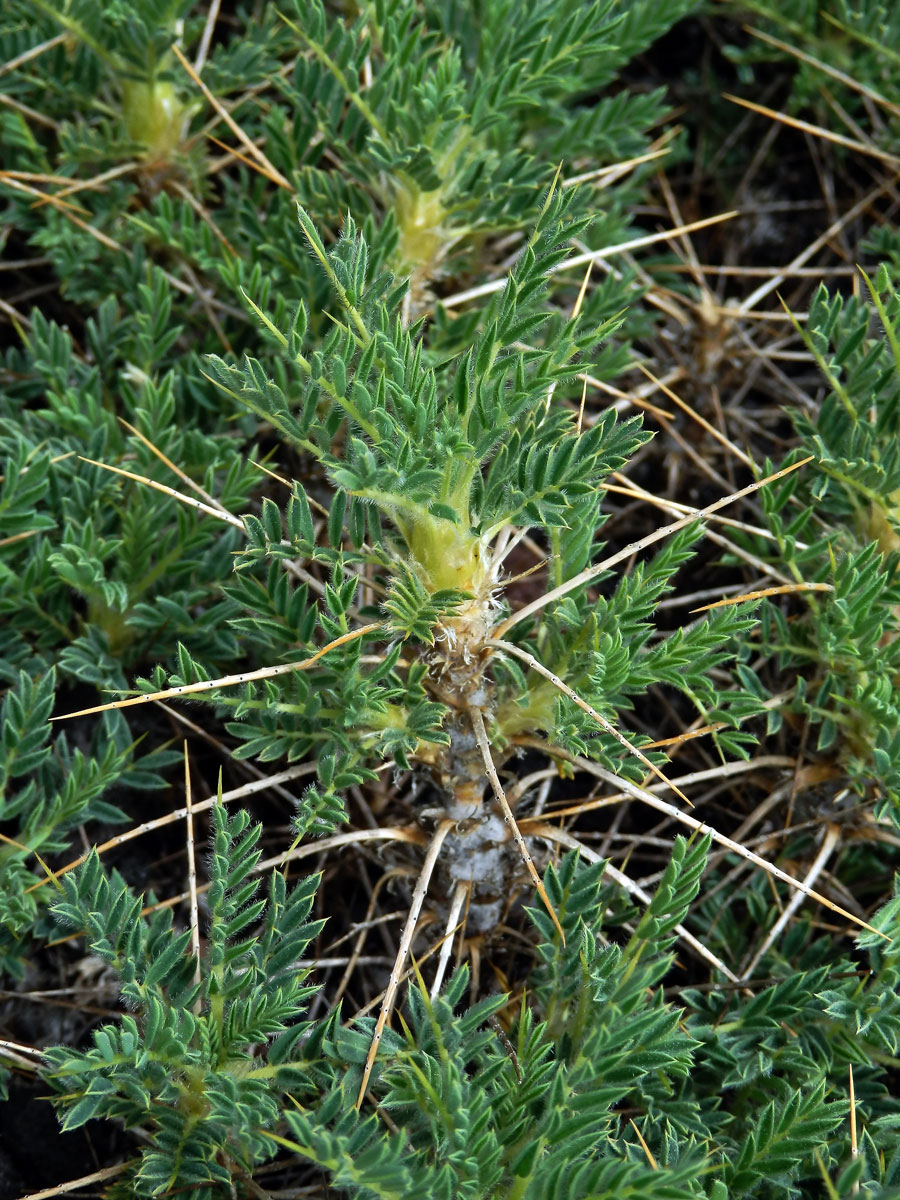 Kozinec (Astragalus siculus Biv.)