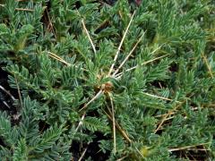 Kozinec (Astragalus siculus Biv.)