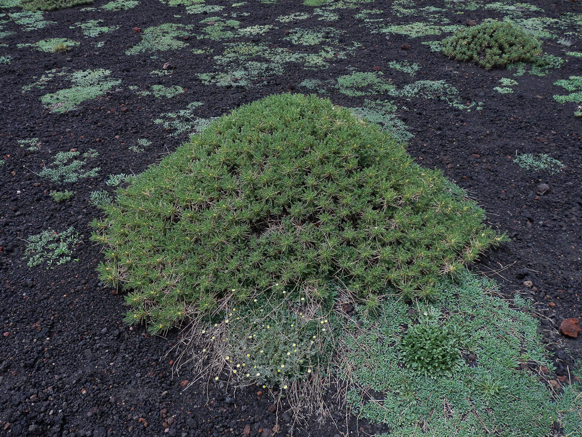 Kozinec (Astragalus siculus Biv.)