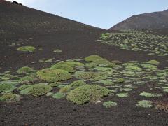 Kozinec (Astragalus siculus Biv.)