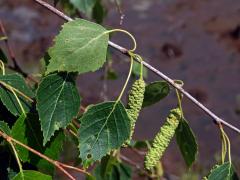 Bříza pýřitá (Betula pubascens Ehrh.)