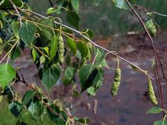 Bříza pýřitá (Betula pubascens Ehrh.)