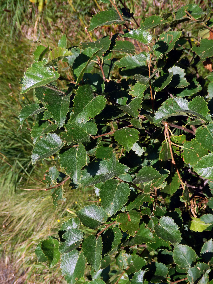 Bříza pýřitá (Betula pubascens Ehrh.)