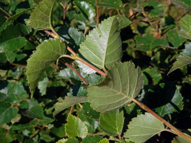 Bříza pýřitá (Betula pubascens Ehrh.)