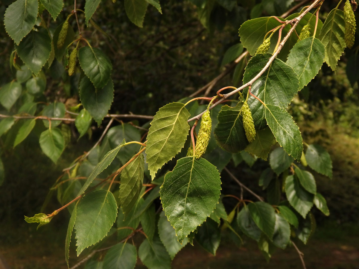 Bříza Jacquemontova (Betula jacquemontii Spach.)