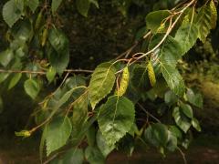 Bříza Jacquemontova (Betula jacquemontii Spach.)