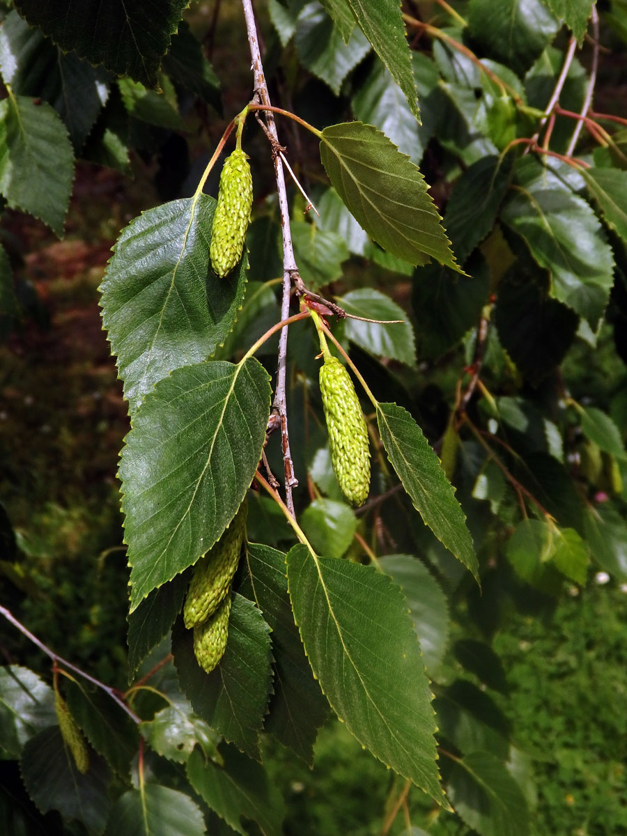 Bříza Jacquemontova (Betula jacquemontii Spach.)