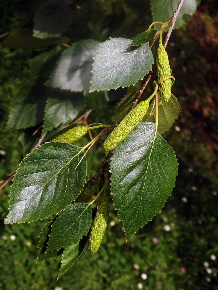 Bříza Jacquemontova (Betula jacquemontii Spach.)