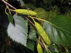 Bříza Jacquemontova (Betula jacquemontii Spach.)