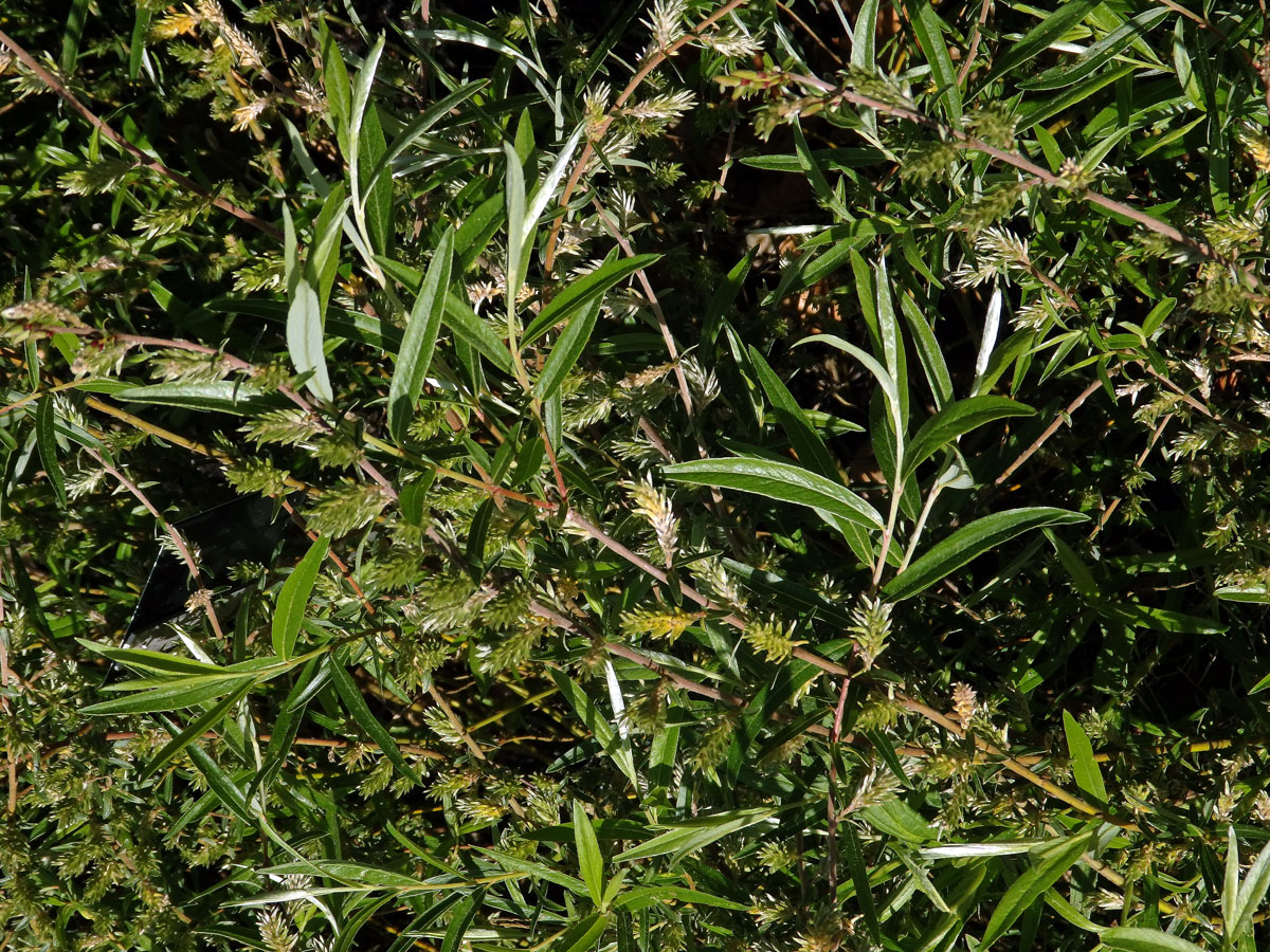 Vrba rozmarýnolistá (Salix rozmarinifolia L.)