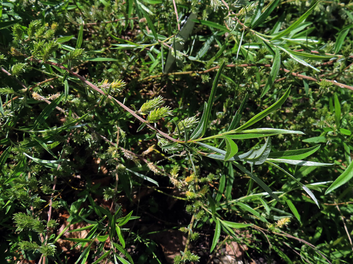 Vrba rozmarýnolistá (Salix rozmarinifolia L.)