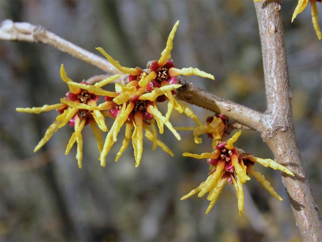 Vilín japonský (Hamamelis japonica Sieb. et Zucc.)