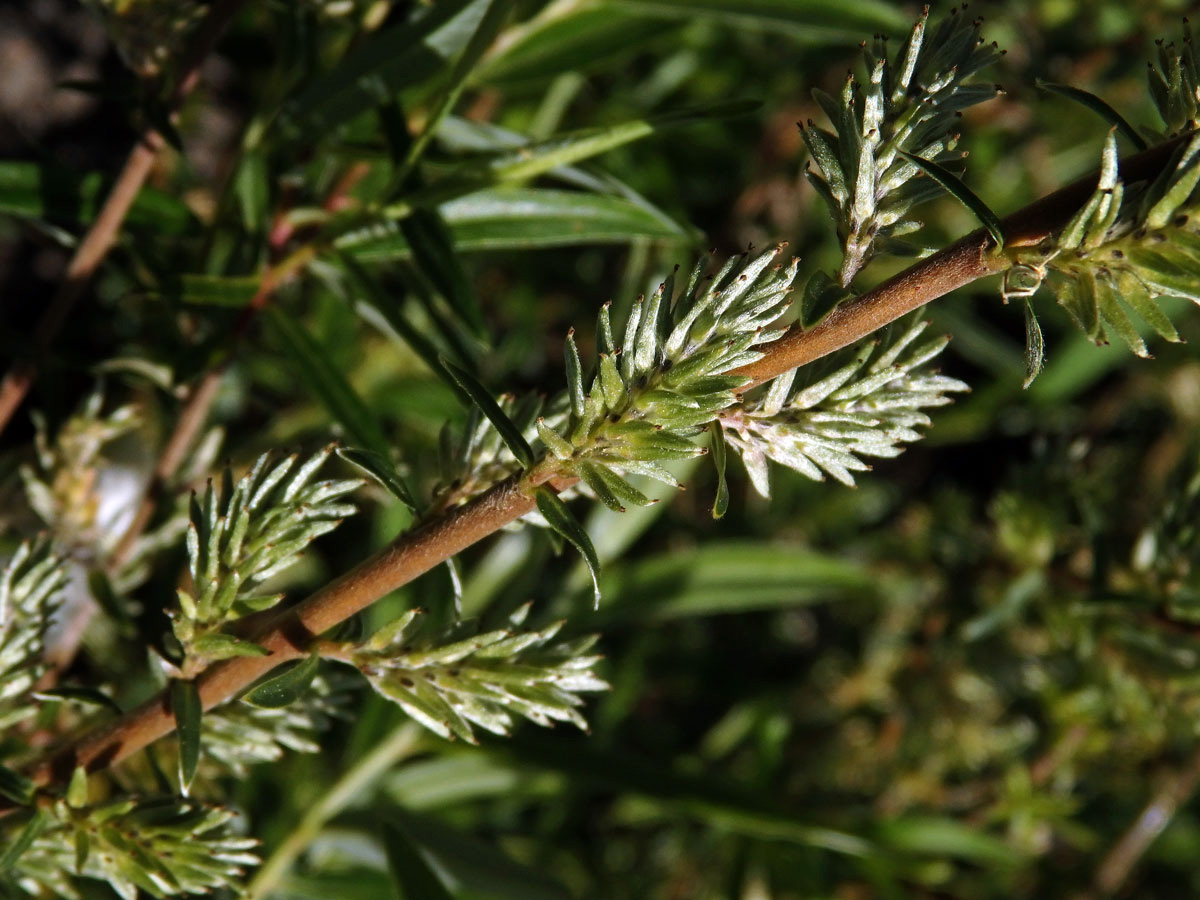 Vrba rozmarýnolistá (Salix rozmarinifolia L.)