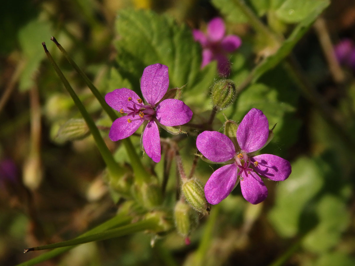 Pumpava slézovitá (Erodium malacoides (L.) L´Hér.)