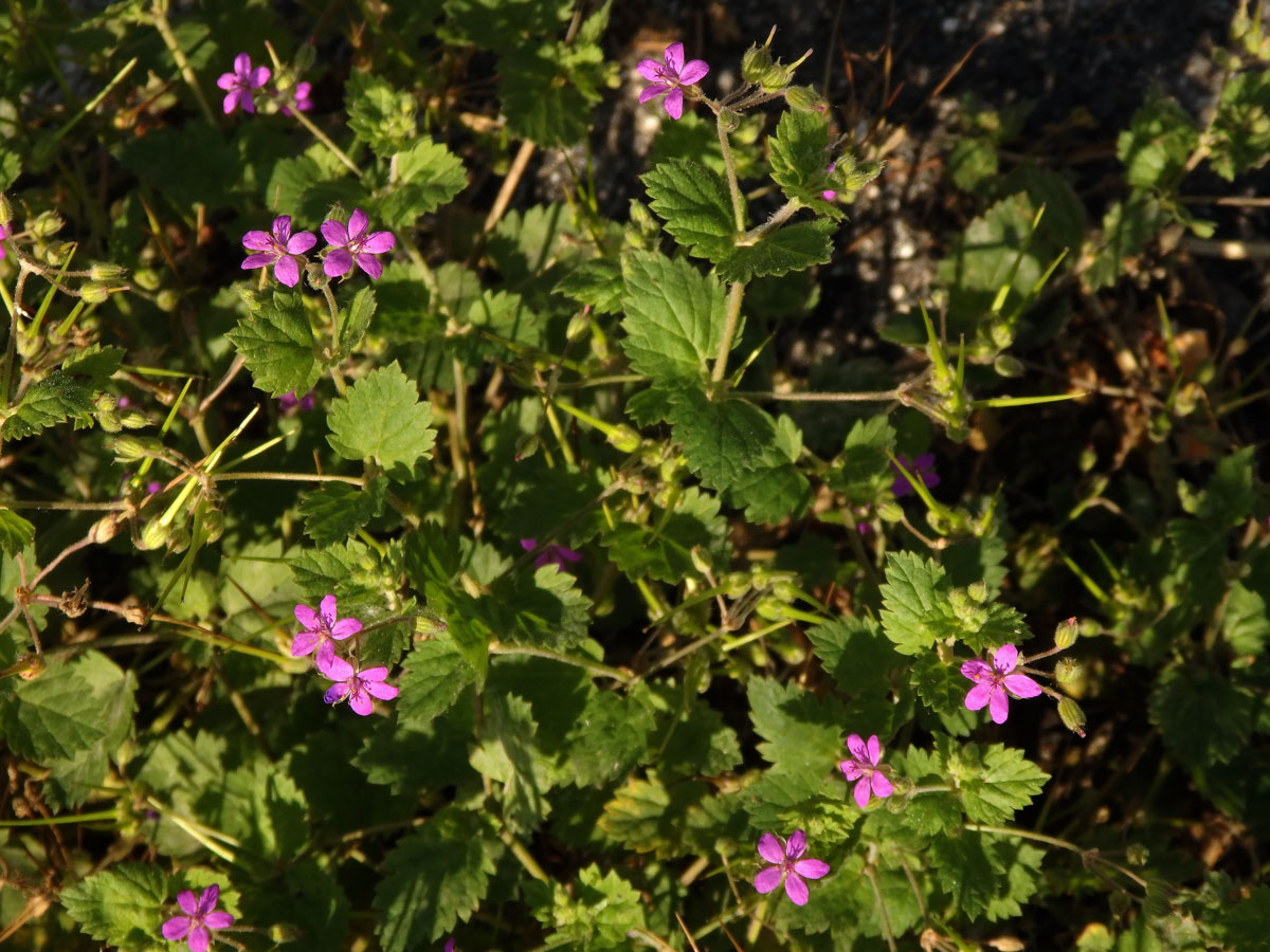 Pumpava slézovitá (Erodium malacoides (L.) L´Hér.)