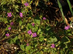 Pumpava slézovitá (Erodium malacoides (L.) L´Hér.)