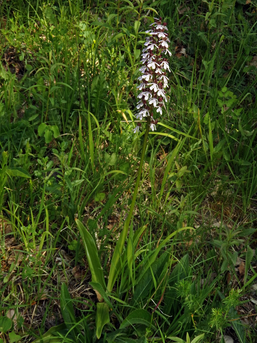 Vstavač nachový (Orchis purpurea Huds.)