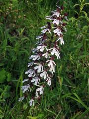 Vstavač nachový (Orchis purpurea Huds.)