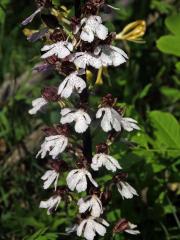 Vstavač nachový (Orchis purpurea Huds.)