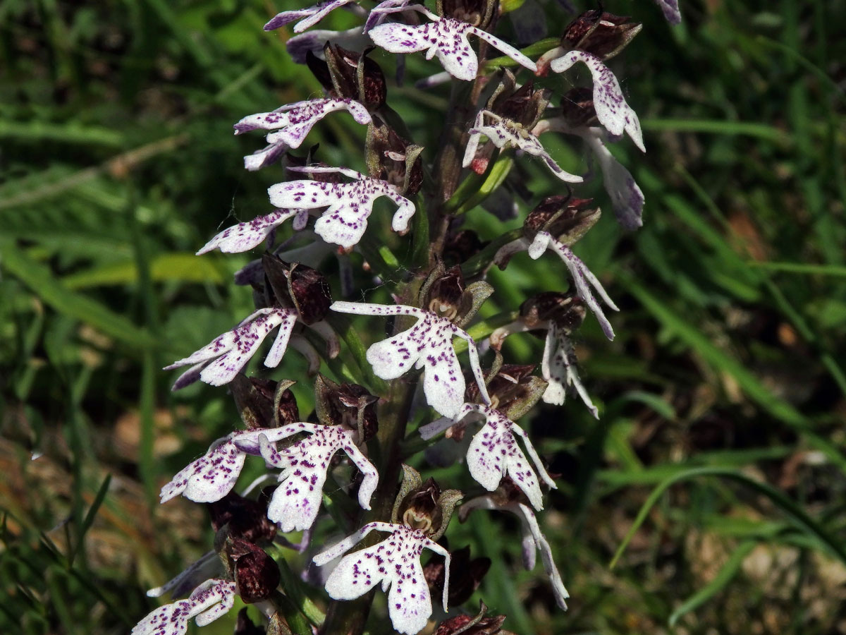 Vstavač nachový (Orchis purpurea Huds.)