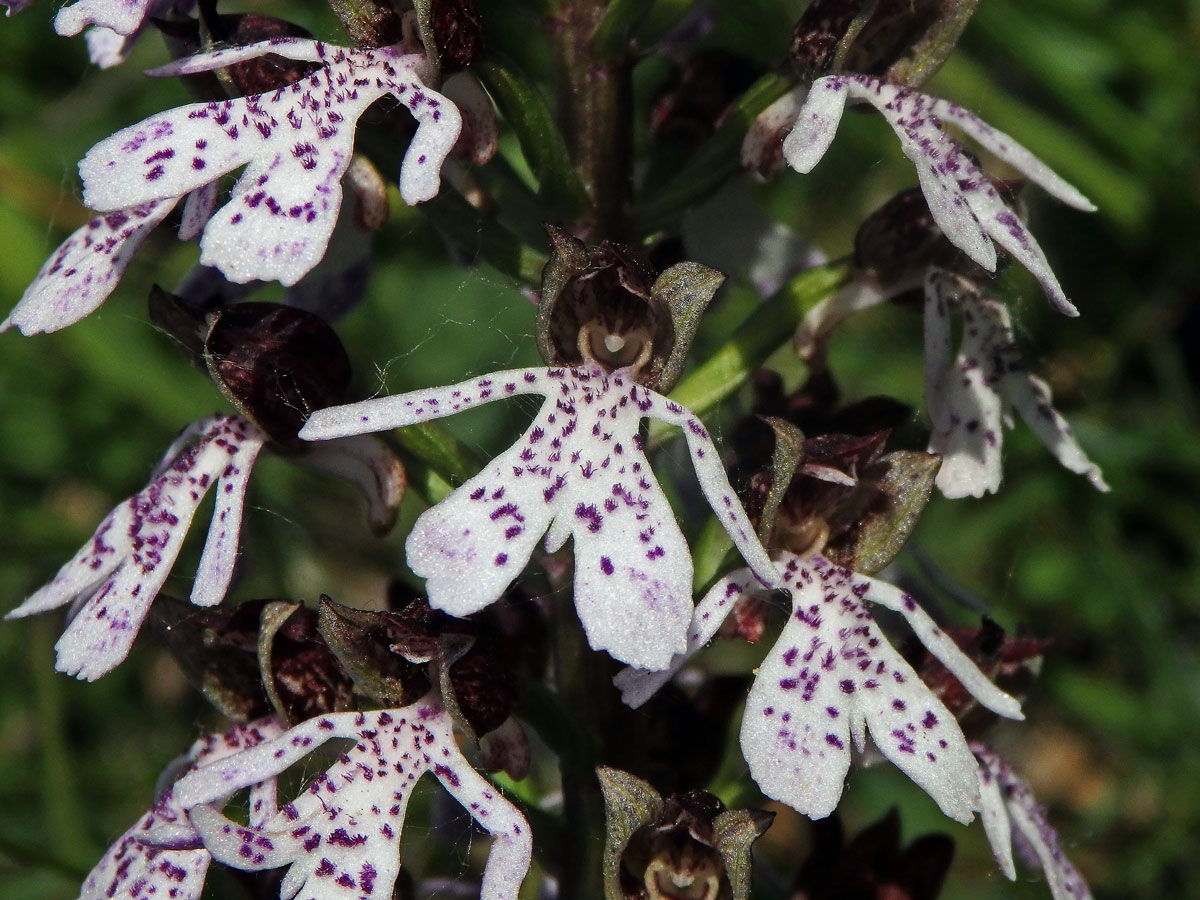 Vstavač nachový (Orchis purpurea Huds.)