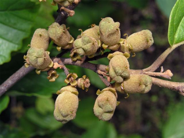 Vilín japonský (Hamamelis japonica Sieb. et Zucc.)