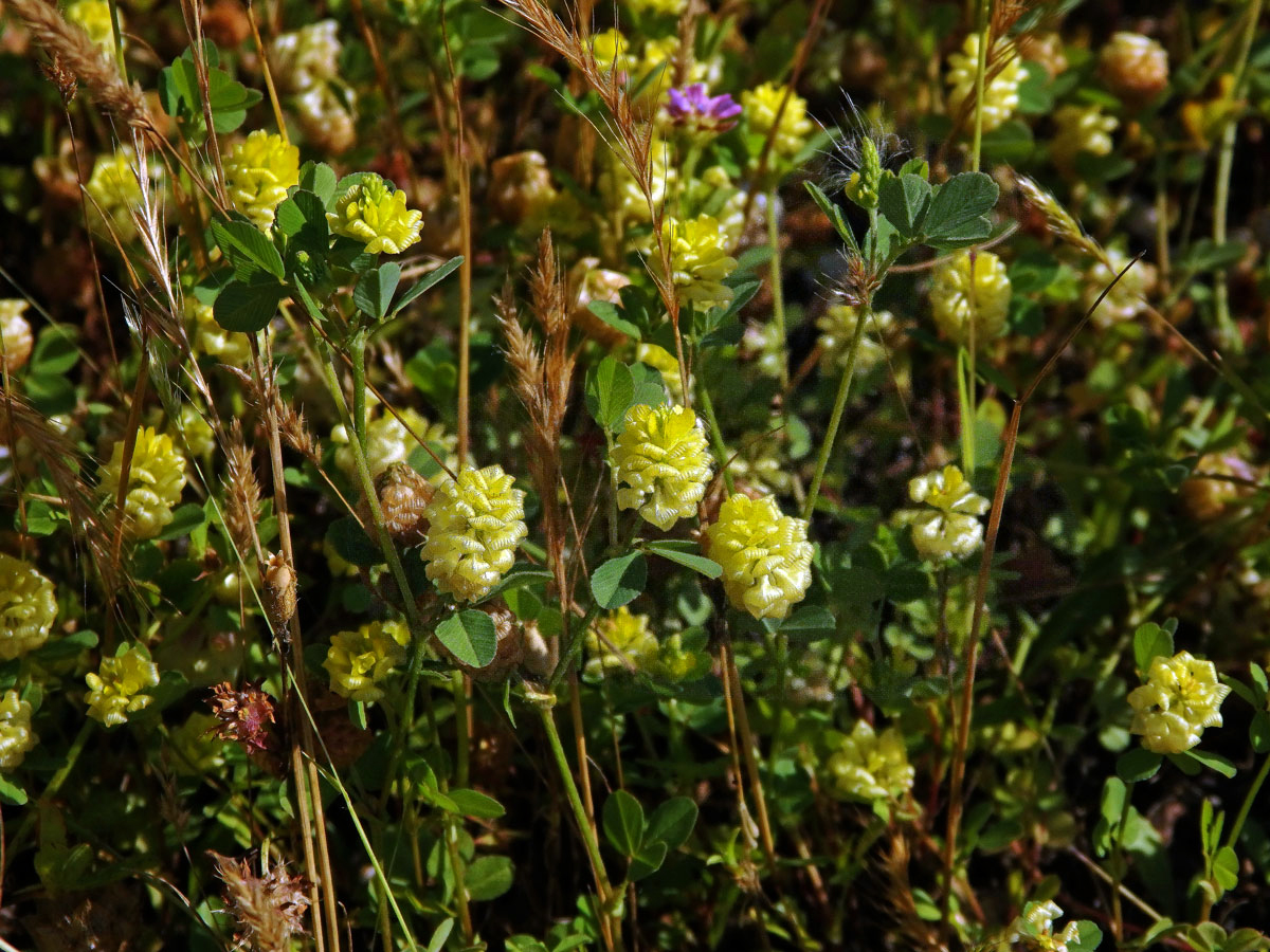 Jetel zlatý (Trifolium aureum Pollich.)