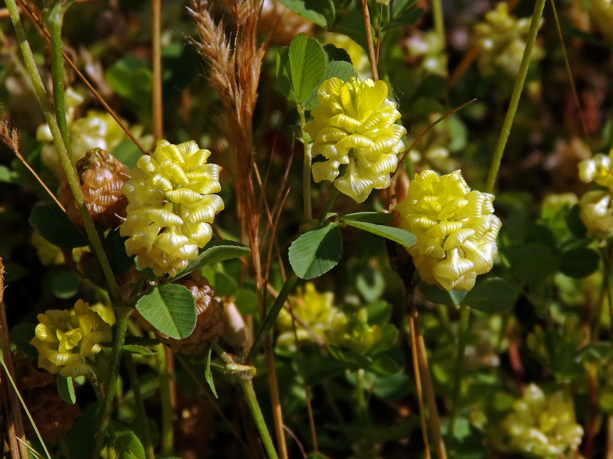 Jetel zlatý (Trifolium aureum Pollich.)