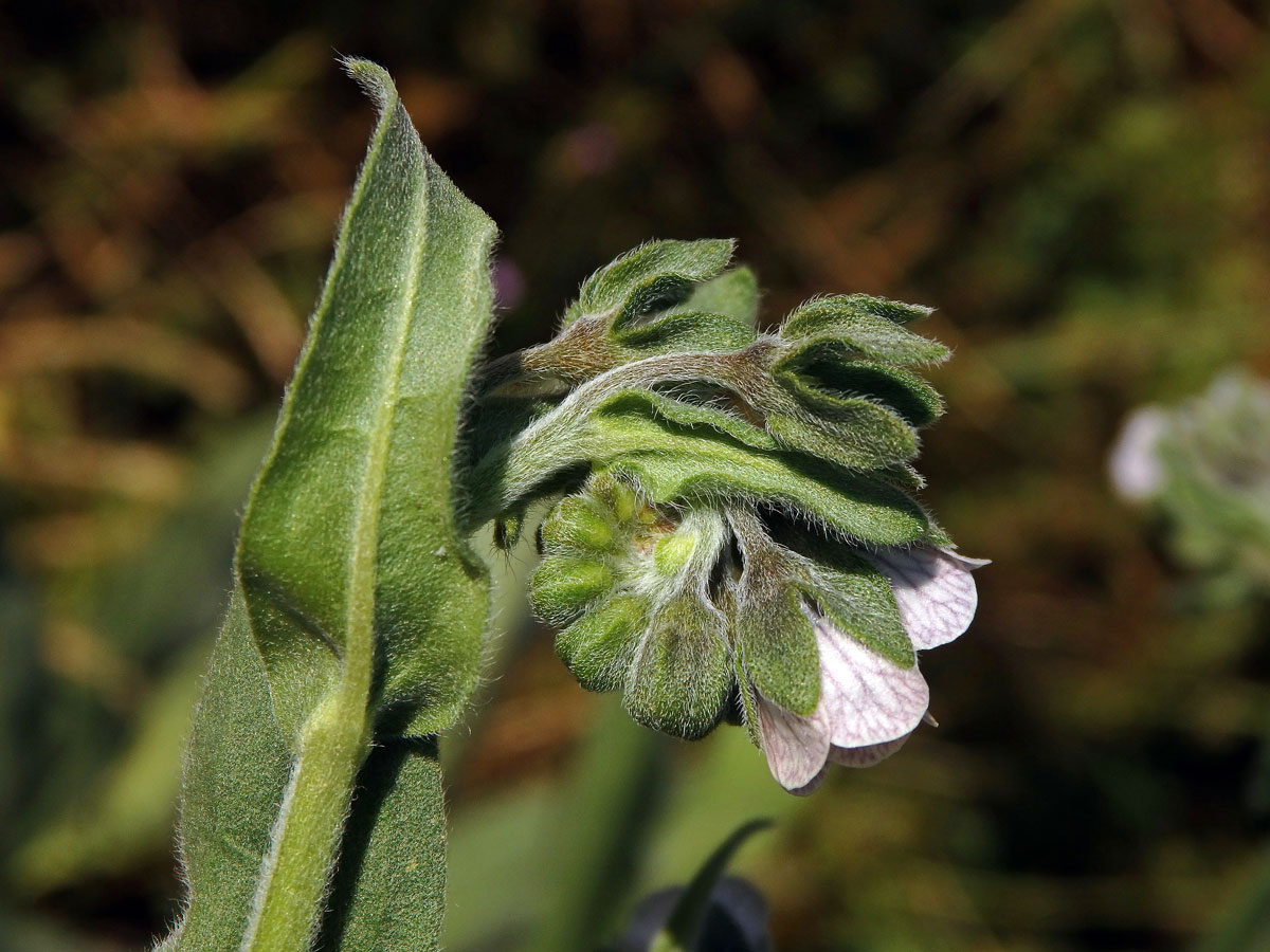 Užanka krétská (Cynoglossum creticum Mill.)