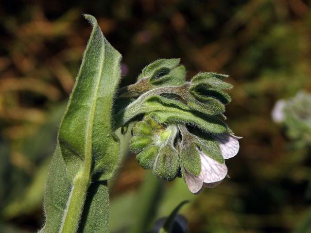 Užanka krétská (Cynoglossum creticum Mill.)