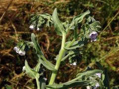 Užanka krétská (Cynoglossum creticum Mill.)