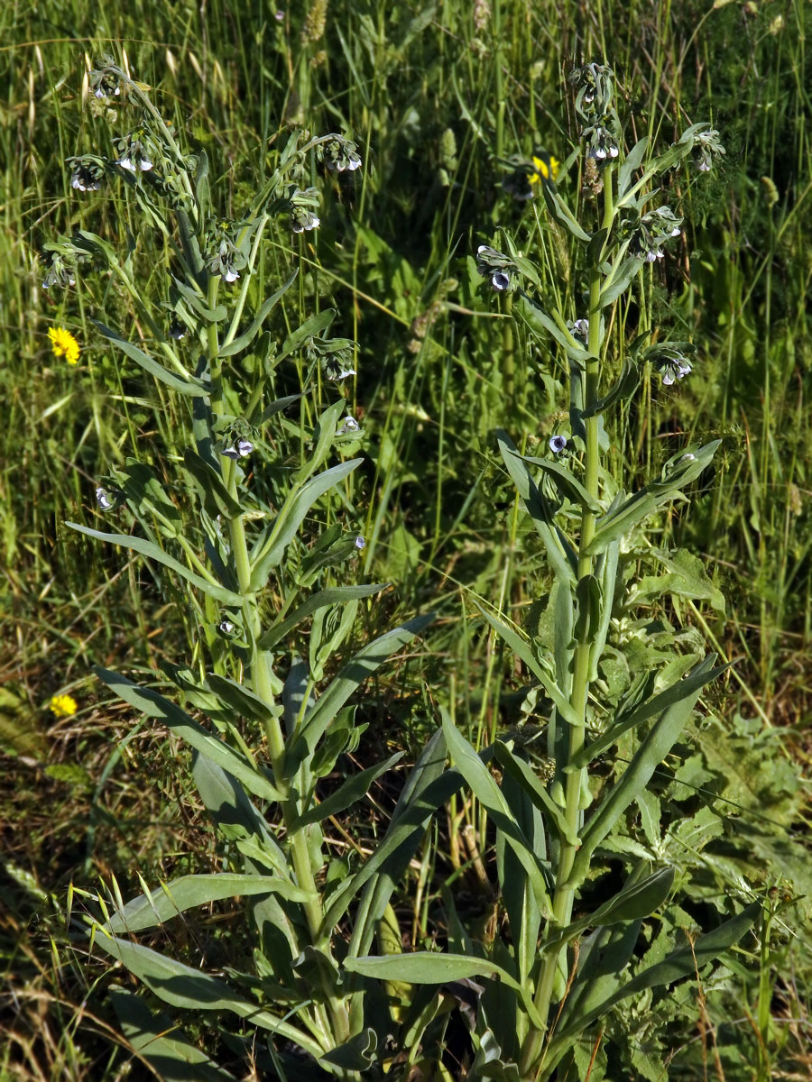 Užanka krétská (Cynoglossum creticum Mill.)