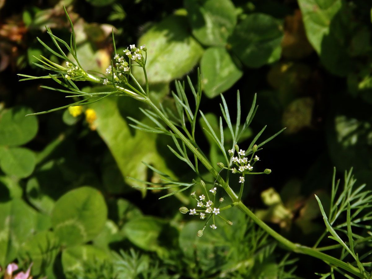 Ciclospermum leptophyllum (Pers.) Sprague