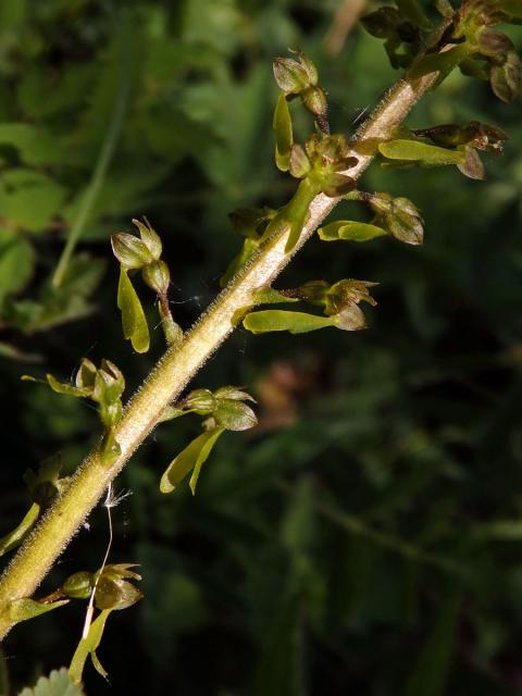 Bradáček vejčitý (Listera ovata (L.) R. Br.)