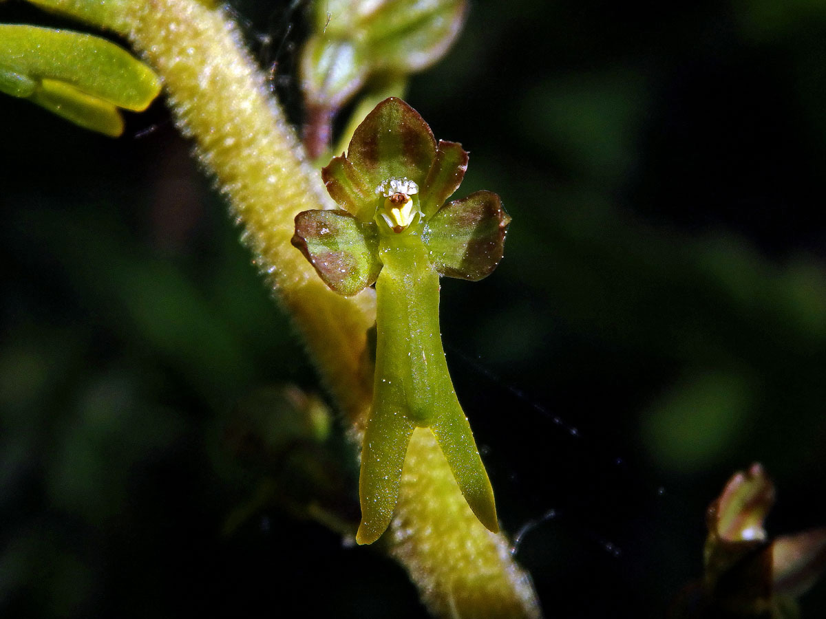 Bradáček vejčitý (Listera ovata (L.) R. Br.)