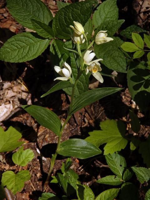 Okrotice bílá (Cephalanthera damasonium (Mill.) Druce)