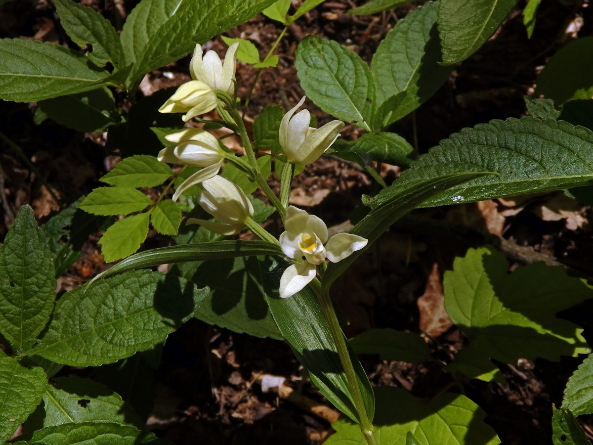 Okrotice bílá (Cephalanthera damasonium (Mill.) Druce)