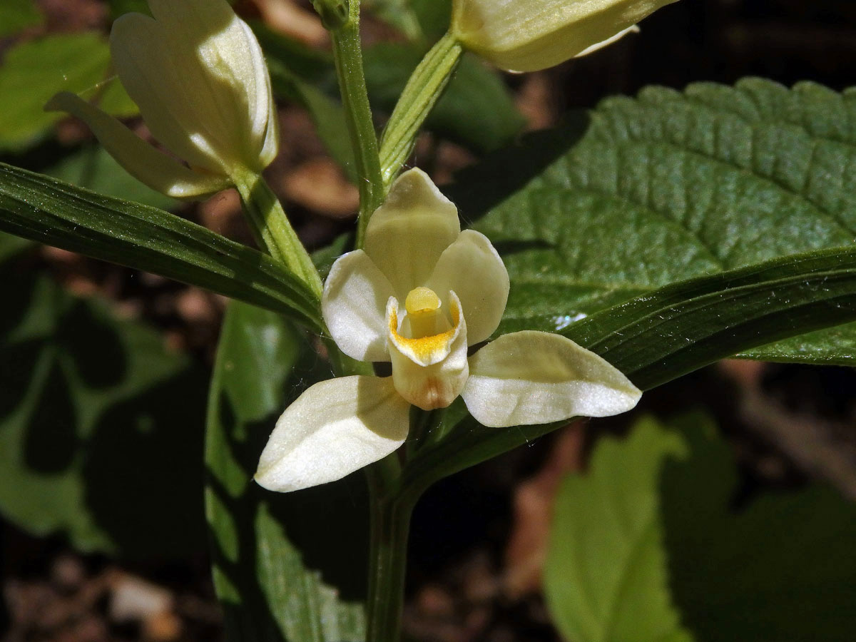 Okrotice bílá (Cephalanthera damasonium (Mill.) Druce)