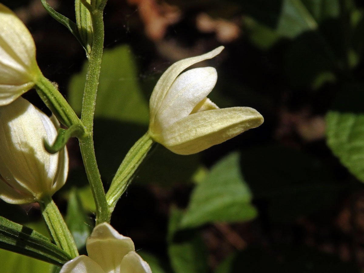 Okrotice bílá (Cephalanthera damasonium (Mill.) Druce)