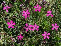 Hvozdík kropenatý (Dianthus deltoides L.)