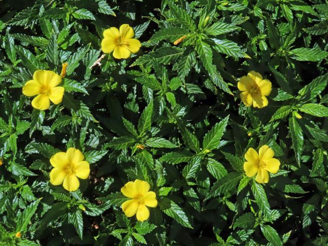 Pastala jilmolistá (Turnera ulmifolia L.)